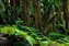 Regenwald auf Teneriffa